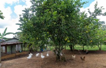 Casa en San Pedrito de Cajón