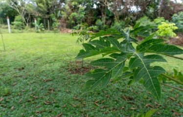 Casa en San Pedrito de Cajón