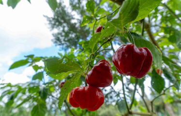 Casa en San Pedrito de Cajón