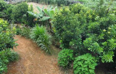 Casa en Tambor de San Pedro