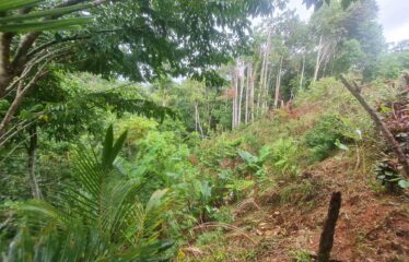 Finca con Cabaña en San Rafael Norte