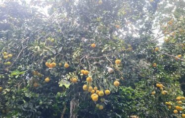 Finca en Zapote de Pejibaye