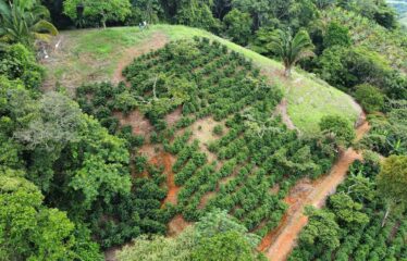 Finca en Zapote de Pejibaye