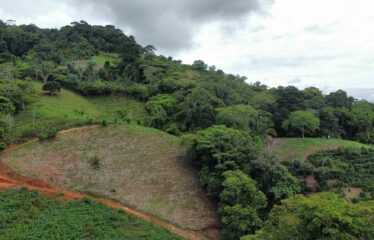 Finca en Zapote de Pejibaye