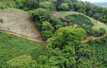 Finca en Zapote de Pejibaye