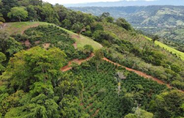 Finca en Zapote de Pejibaye