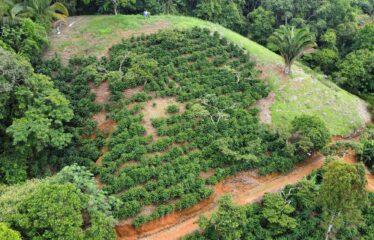 Finca en Zapote de Pejibaye