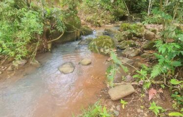 Finca en Zapote de Pejibaye