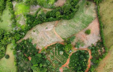 Finca en Zapote de Pejibaye