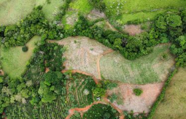Finca en Zapote de Pejibaye