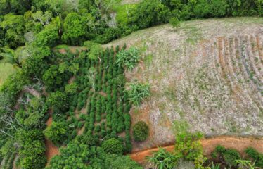 Finca en Zapote de Pejibaye
