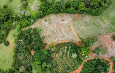 Finca en Zapote de Pejibaye