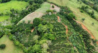 Finca en Zapote de Pejibaye
