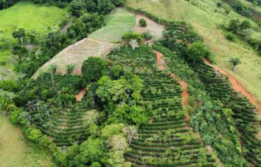 Finca en Zapote de Pejibaye