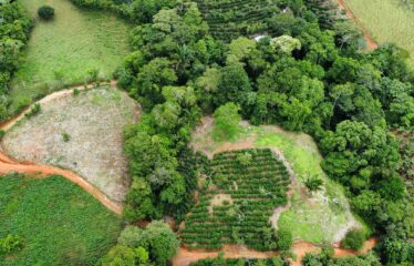 Finca en Zapote de Pejibaye