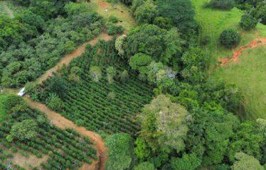 Finca en Zapote de Pejibaye