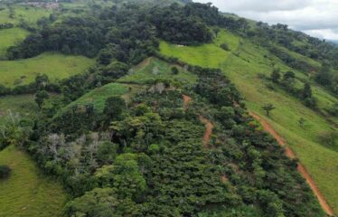 Finca en Zapote de Pejibaye