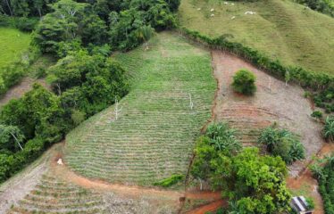 Finca en Zapote de Pejibaye