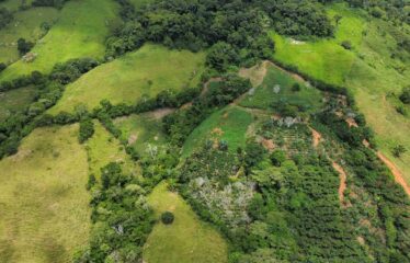 Finca en Zapote de Pejibaye