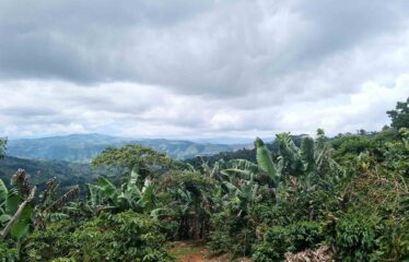 Finca en Zapote de Pejibaye