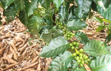 Finca en Zapote de Pejibaye