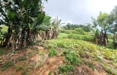 Finca en Zapote de Pejibaye