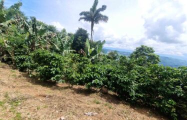 Finca en Zapote de Pejibaye