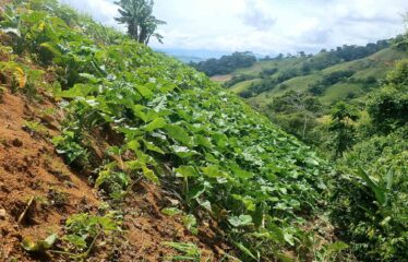 Finca en Zapote de Pejibaye