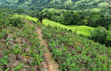 Finca en Zapote de Pejibaye