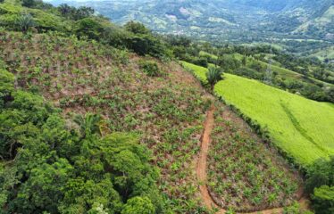 Finca en Zapote de Pejibaye