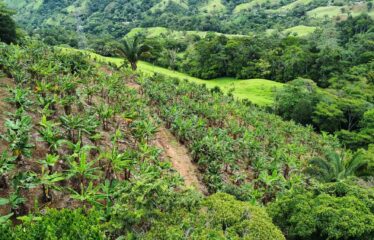 Finca en Zapote de Pejibaye