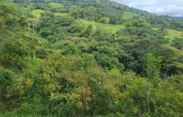 Finca en Zapote de Pejibaye