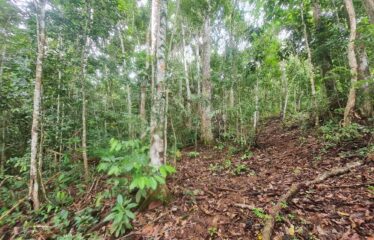 Finca en Zapote de Pejibaye