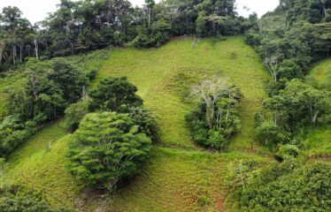 Finca en Zapote de Pejibaye