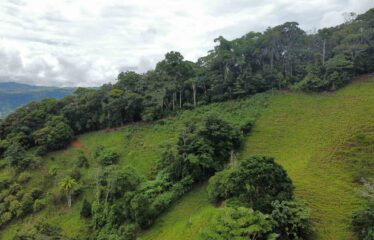 Finca en Zapote de Pejibaye