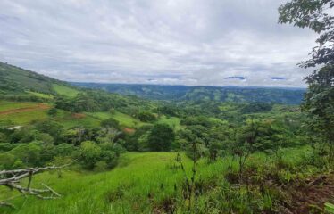 Finca en Zapote de Pejibaye