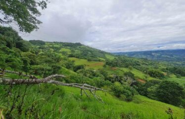 Finca en Zapote de Pejibaye