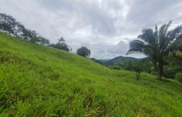Finca en Zapote de Pejibaye