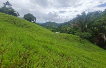 Finca en Zapote de Pejibaye