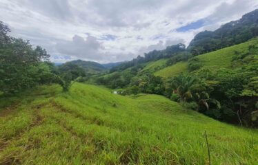 Finca en Zapote de Pejibaye