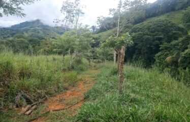 Finca en Zapote de Pejibaye