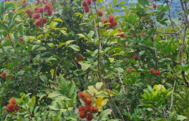 Finca en Zapote de Pejibaye