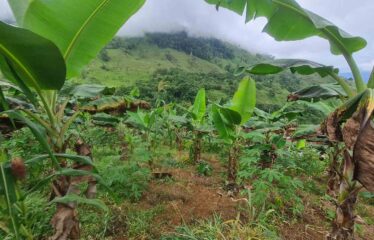 Finca en Cedral de Cajon