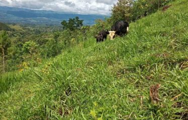 Finca en Cedral de Cajon