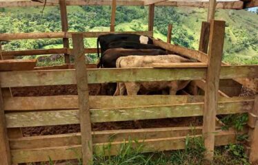Finca en Cedral de Cajon