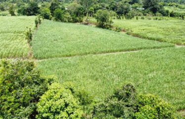 Finca en Peñas Blancas