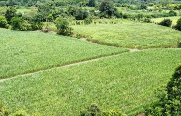Finca en Peñas Blancas