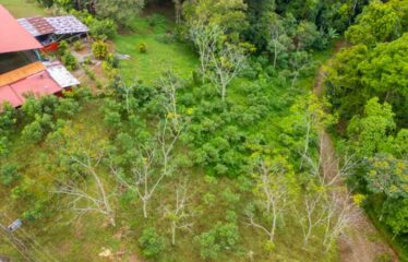 Lote Antojitos de Maiz