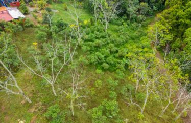 Lote Antojitos de Maiz