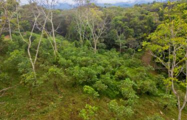 Lote Antojitos de Maiz